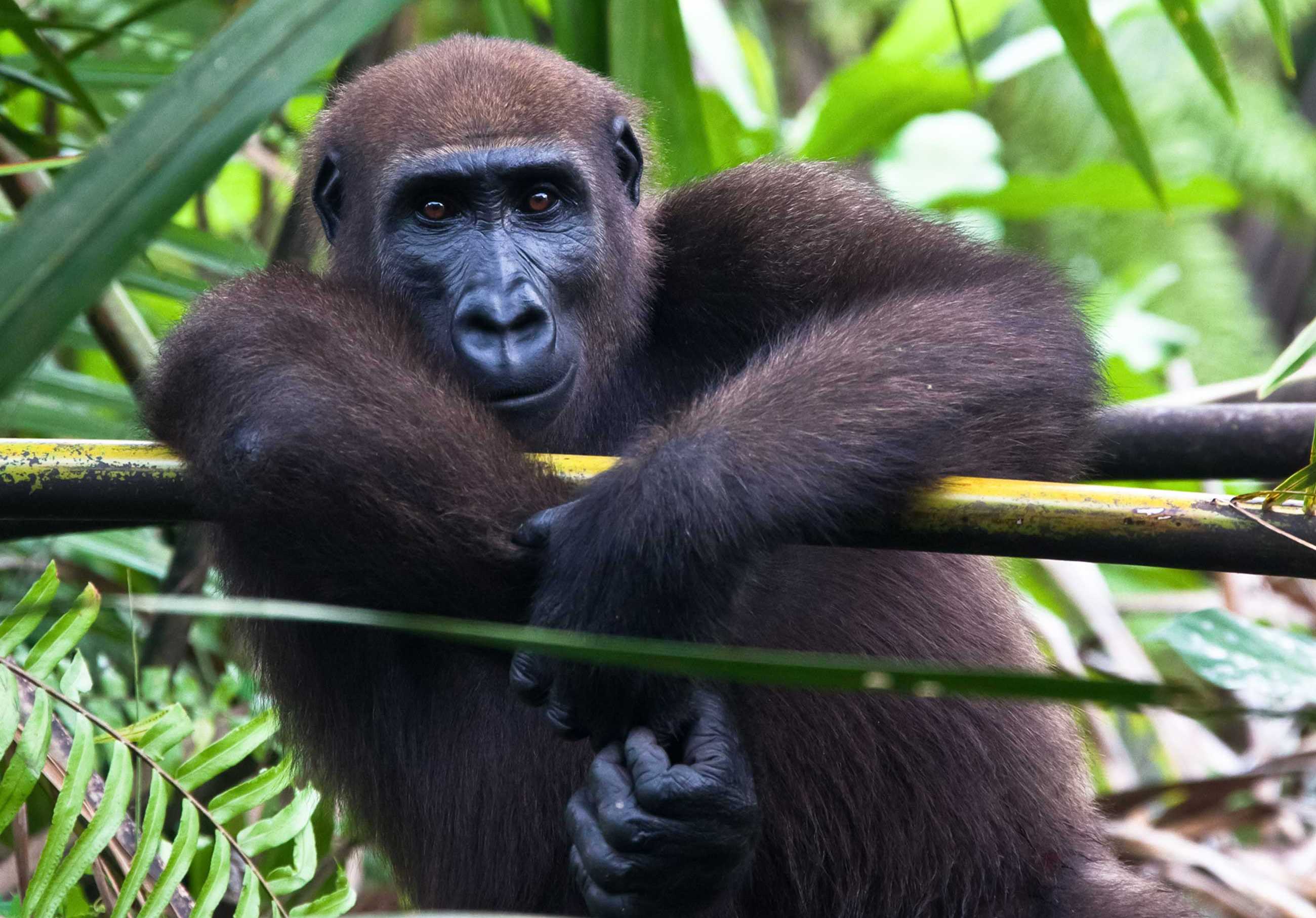 Gabon Rainforest Protection Project Image